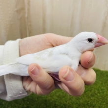 1人餌です‼️最新画像になりますよ❗️元気に鳴きます！！しろしろ文鳥さん！　白文鳥