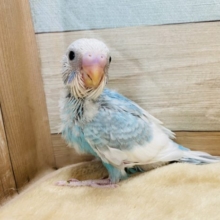 白×ブルーのパイドカラー！まだヒナヒナのセキセイインコ☆