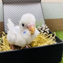 白が多めで美しいです♪セキセイインコパイドカラー！