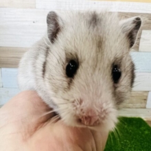 チョロ毛♡首元にアクセント☆シルバーカラーのゴールデンハムちゃん♪