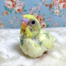 セキセイインコ  パステルレインボーパイド  🌈💛  12/25