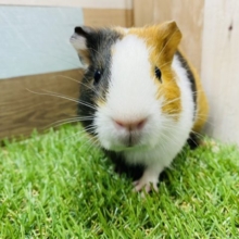 最新画像有り☆左右で見た目の違う男の子！イングリッシュモルモットの三色カラー！