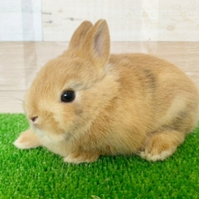 まぁるい顔がグッときます！極上ミニウサギさん