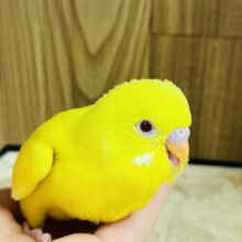 まぶしい笑顔‪☆セキセイインコ(ルチノー)ヒナ