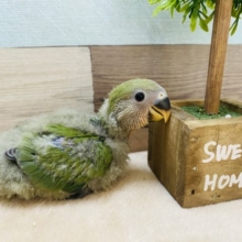 うぶ毛に包まれたヒナヒナなコザクラインコノーマルカラー♪