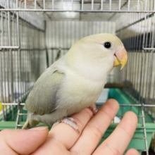 1人餌！最新画像になりますよ！！💓メロメロ必至です💓不思議な色合いのコザちゃん！！　コザクラインコ　アクアシナモンオパーリン