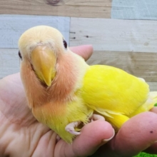 ピッとり♡あまえんぼ小桜ルチノー