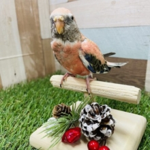 最新画像有り☆キリッとした表情が可愛らしい！アキクサインコのローズ！