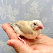 また来ましたよ💛シナモン文鳥　２０２２年１１月生まれ