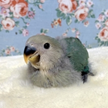 コザクラインコ  ブルーチェリー  💙🍒  12/10