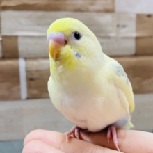最新画像有り！ちょっぴり恥ずかしがり屋な可愛いコ！セキセイインコのパステルレインボーパイド！