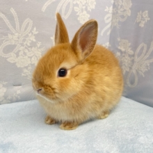 キュンかわ💛ネザーランドドワーフラビット（オレンジ系）男の子　２０２２年１１月生まれ