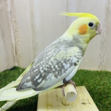 華やかな模様のオカメさん！！　オカメインコ　シナモンパール