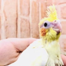 オカメと言えばですよね　オカメインコ　ルチノー　Ｒ４　１２／８撮影