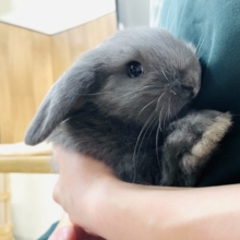 可愛すぎ注意です！！ロップイヤーラビット(ブルー)