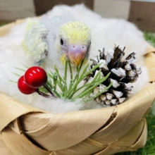 明るいグリーンとイエローの人気カラー！セキセイインコのパステルカラーレインボー！