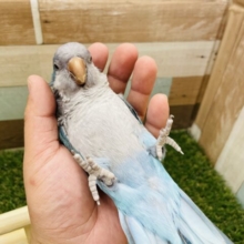 最新画像アリ！ヒナ餌卒業！ワクワクっ♪元気いっぱいな子です！オキナインコのブルーカラー！