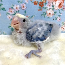 コザクラインコ  モーヴパイド  💜.*･ﾟ  12/10