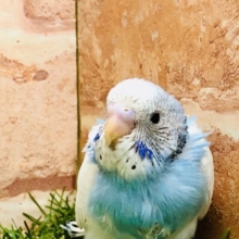 クリスマス限定！　セキセイインコフェア開催