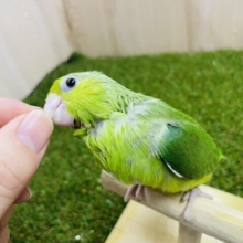 ペレット食べてます！！ベリーキュートなみどりのマメたん💚　マメルリハ　ノーマル　女の子　
