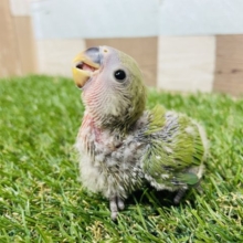 わたわた可愛いヒナさんです！コザクラインコのノーマル！
