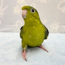 仕草が好き❤️サザナミインコ(ノーマル)  2022年2月生まれ