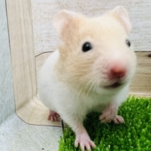 あどけなくてキュン♡クリームバンデットハムスター☆