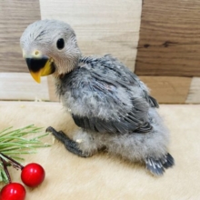 落ち着いたカラーが素敵です♪コザクラインコモーブ