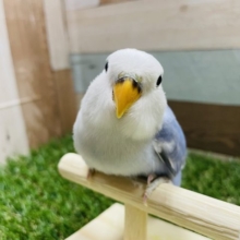 最新画像有り☆綿毛が残っていて可愛らしい！コザクラインコのバイオレットパイド！