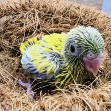 鮮やか！マメルリハ☆アメリカンイエロー