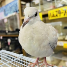 最新画像更新☆貫禄あり⁉︎手乗りジュズカケバト！