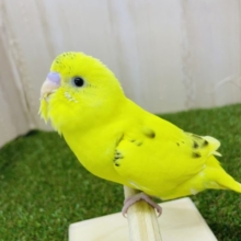 最新画像になりますよ！！黒模様少なめのキハルクです‼️ セキセイインコ　ハルクイン