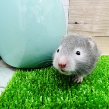 ちびっこセーブルハムスター入舎しました！