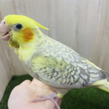 最新画像になりますよ‼️華やかな色合い素敵なんです🌼　オカメインコ　シナモンパールパイド　