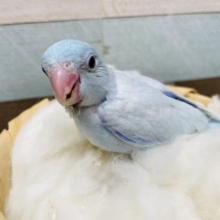食欲旺盛なヒナさんです！！マメルリハインコのアメリカンホワイト！
