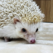 少しずつ仲良くなろう♪ハリネズミ(シナモン)