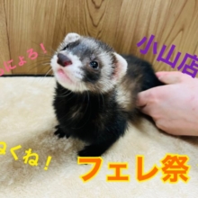 ＊小山店＊にょろにょろ！くねくね！フェレ祭★