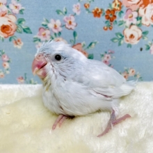 マメルリハ  ダイリュートコバルトパイド 💙☁️🫧女の子  12/ 17