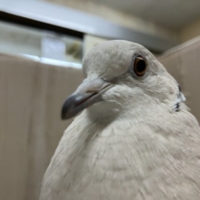 最新画像になりますよ！ぽっぽっぽーハトぽっぽ〜　ジュズカケバト