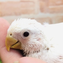 なかなかレアなカラーです　コザクラインコ　クリーム系　Ｒ４　１２／２２撮影