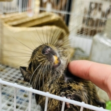 なでなで大好き！前のめり系デグー☆(ノーマル)
