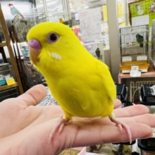 肩乗りセキセイのルッチーです☆