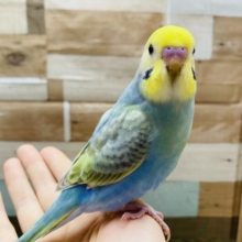 最新画像有り！グリーン系パステルカラーが素敵なセキセイインコ♪