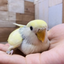 珍しい配色です！淡くて美しいコザクラインコバイオレットパイドカラー
