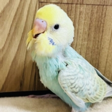 食いしん坊♡セキセイインコ(レインボー)ヒナ