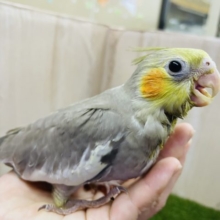 大人気淡めカラー✨　オカメインコ　シナモン