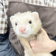 やんちゃ💛マーシャルフェレット(シナモン)男の子　2022年9月13日生まれ