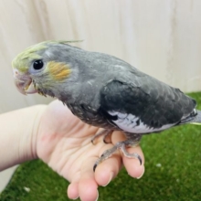 ⭐️〜期間限定〜⭐️オカメインコ🦜フェア開催中‼️