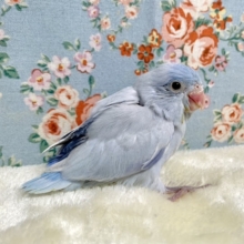 マメルリハ  ダイリュートコバルト💙🏝 男の子  12/17