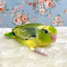 マメルリハ  グリーン系パイド  男の子  🌿🍀  12/17